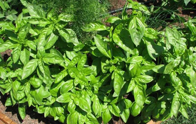 Ayurveda - Natures Cure