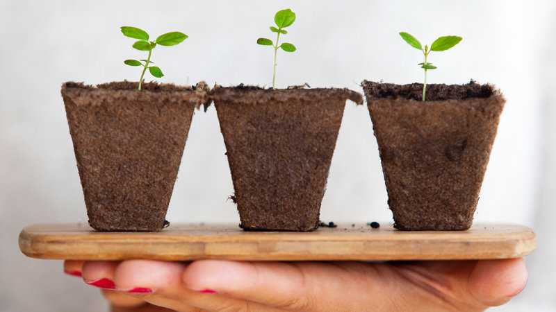 Ayurvedic Plants - List Of Indian Medicinal Plants In Hindi For Your Dosha