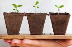 Ayurvedic Plants - List Of Indian Medicinal Plants In Hindi For Your Dosha