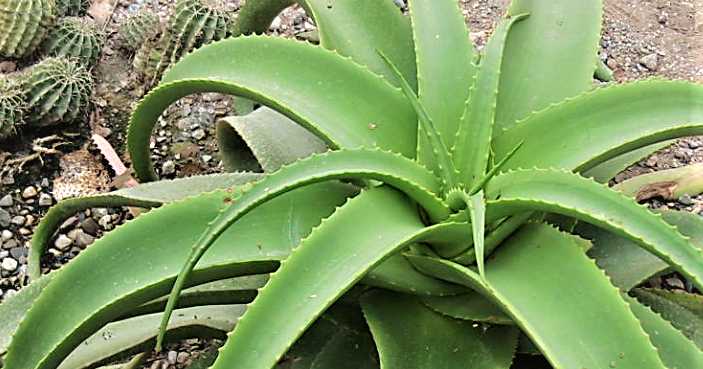 Ayurvedic Plants And Their Uses For Different Diseases