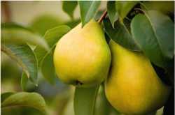 Ayurvedic Upchar : 10 Foods That Help You Lose Weight