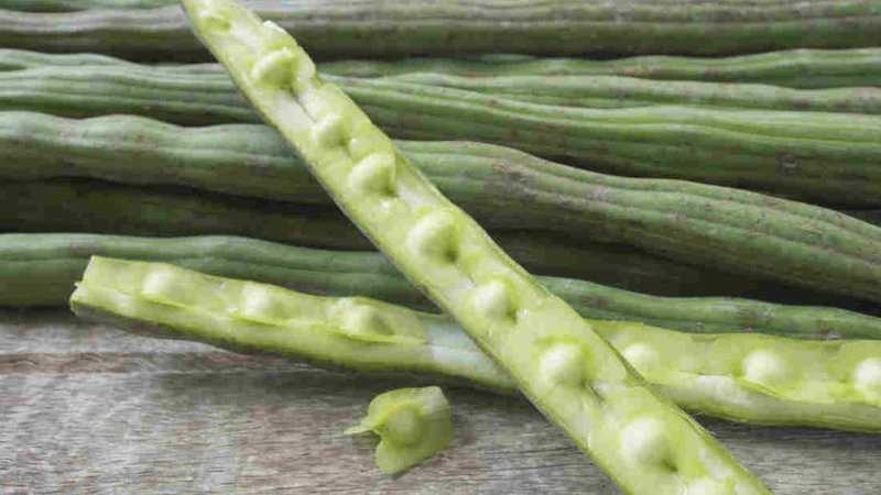 Ayurvedic Upchar : 13 Powerful Health Benefits Of Moringa ( Drumstick ) & How To Use?