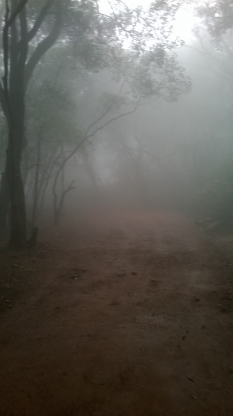 BARR House, Verandah In The Forest 