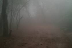 BARR house, Verandah in the forest 