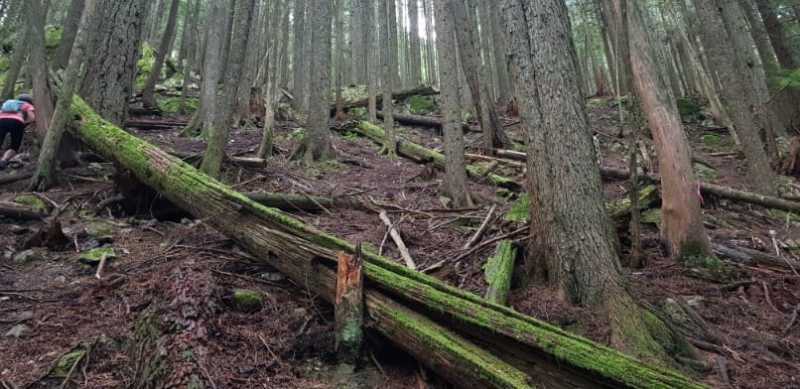 BCMC Hike To Grouse Mountain Near Vancouver - Trekkerpedia