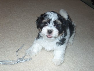 BICHON HAVANESE