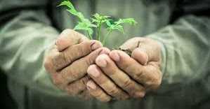 BUD TO BLOOM OF ITS OWN