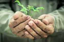 BUD TO BLOOM OF ITS OWN