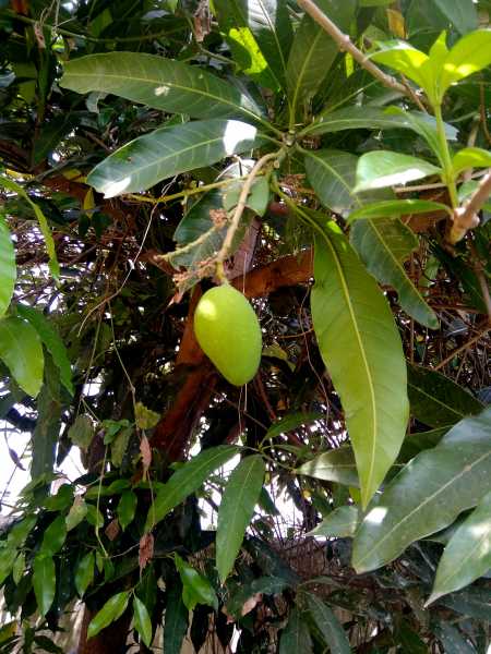 Baby Mangoes