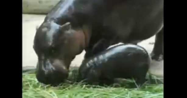 Baby Pygmy Hippopotamus Makes Its Public Debut At Khao Kheow Open Zoo Thailand