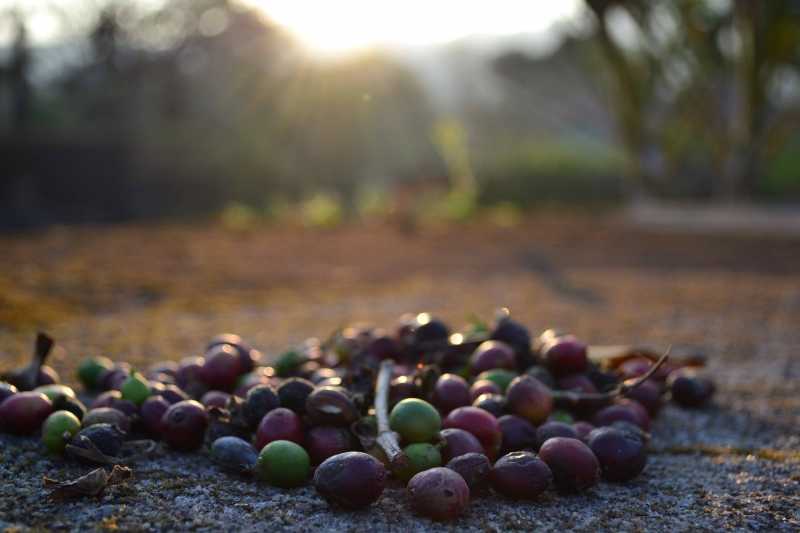 Back Again In A Coffee Plantation - Lonely Canopy Art & Travel