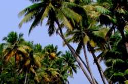 Backwaters of Alleppey : Places in Kerala