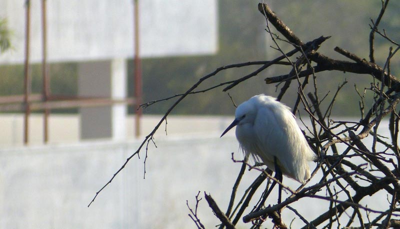 Winter Birding 2018 - Field Notes From Kasavanahalli Lake