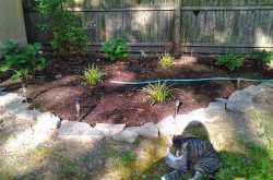 Backyard Garden Make over