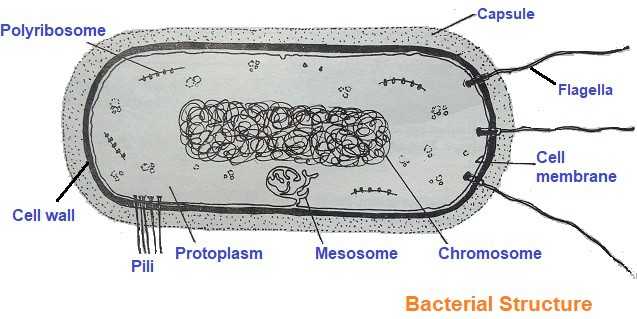 Bacteria Structure In Detail With Clear Diagram And Functions