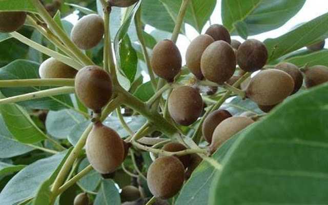 Baheda - Health Benefits Of Churna - Fruit - Bark