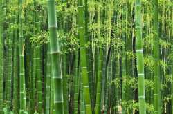 Bamboo: The Underrated Warrior of Air Pollution ✊