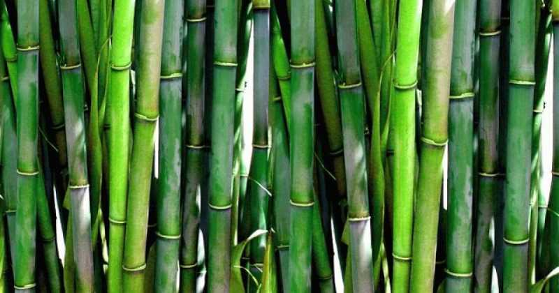 Bamboo To Bio-Fuel: Finland