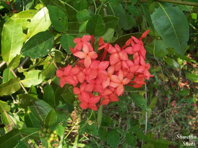 Bandhuka/Jungle Geranium - 1