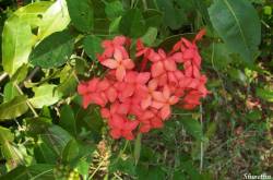 Bandhuka/Jungle Geranium - 1