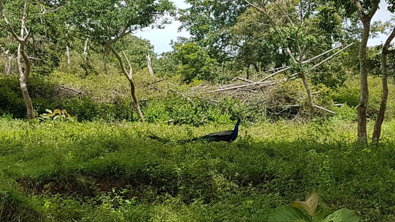 Bandipur- Escape To Serai