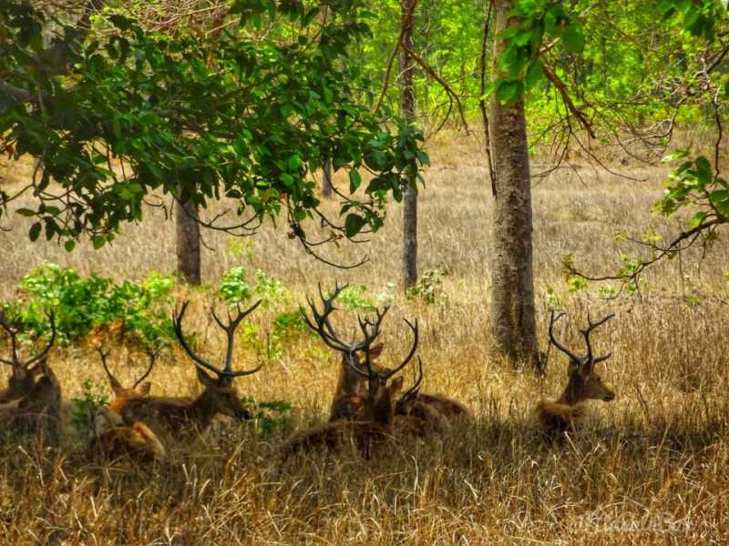 Barasingha - The Swamp Deer Of Kanha National Park