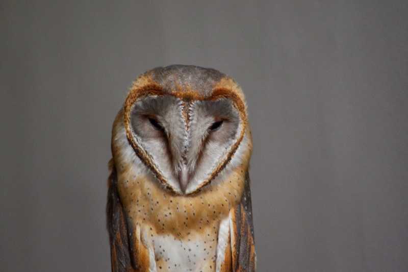 Barn Owl (Tyto Alba) Velli Moonga Spotted In Palakkad, Kerala