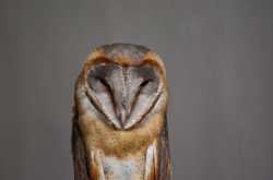 Barn Owl (Tyto alba) Velli Moonga spotted in Palakkad, Kerala