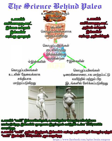 Basis Of Paleo : How Fat Dissolves And What Happens To That Fat That Dissolves ?