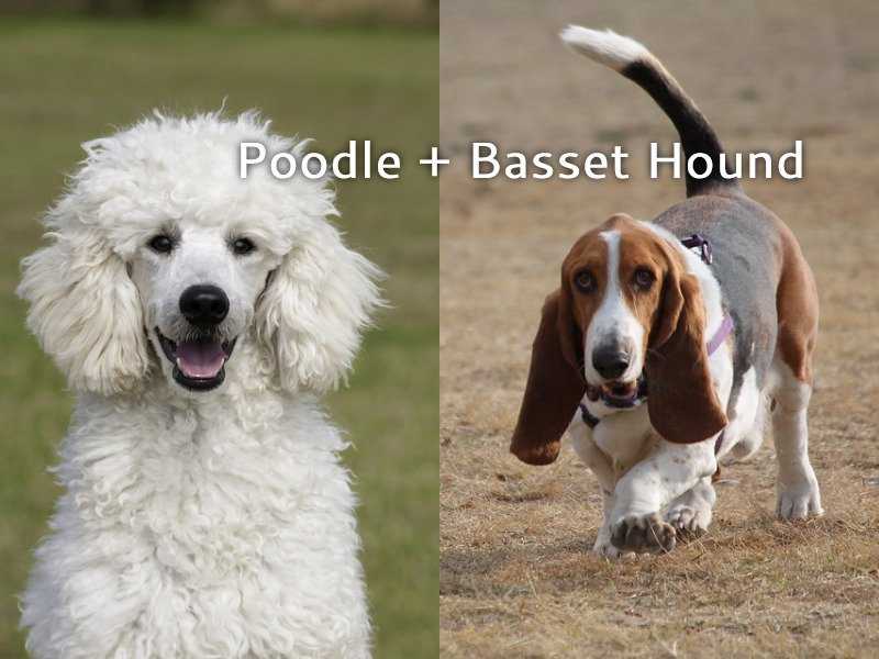 Bassetoodle - 15 Amazing Things To Know About The Poodle Basset Hound Mix