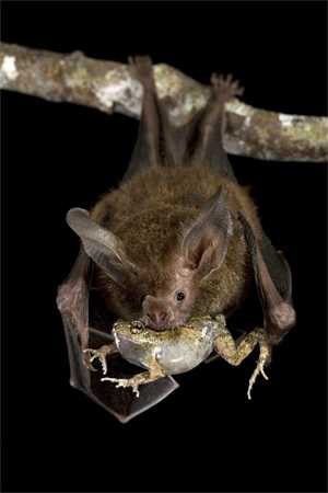 Bat Eating A Frog