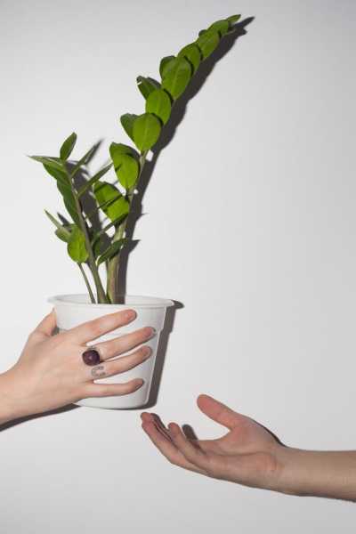 Bathroom Plants For Indian Apartments - Crimson April Blog