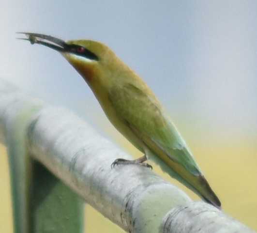 Battering Bee-Eater And A Fluttering Butterfly