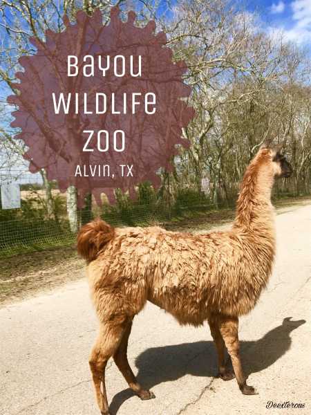 Bayou Wildlife Zoo| Open Range Zoo In Texas - Deexterous