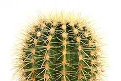 Be Like "Xerophytes"...Half Fiction #BlogchatterA2Z