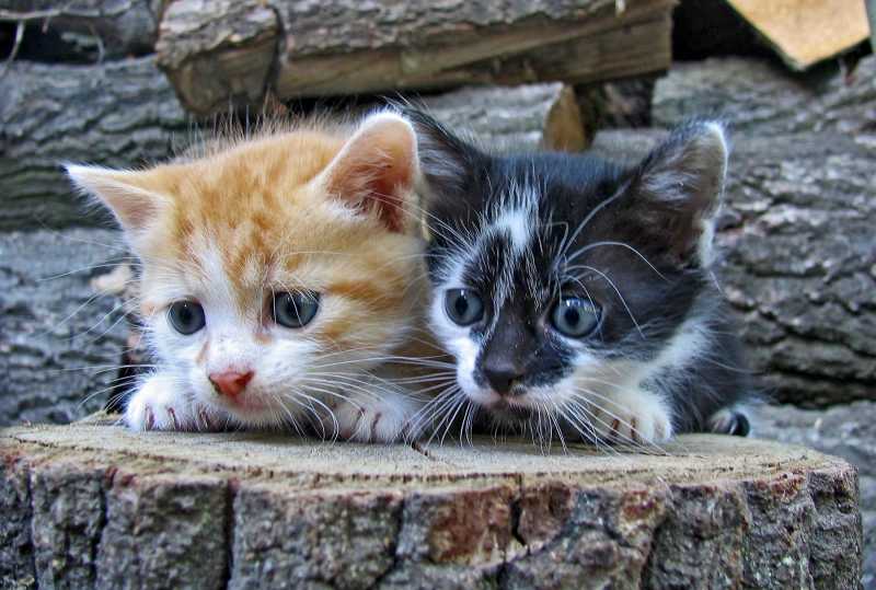 Be Their Voice & Help The Voiceless