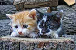 Be Their Voice & Help the Voiceless