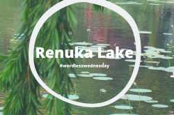 Be a Lotus in the Mud #WordlessWednesday - Life Through my Bioscope