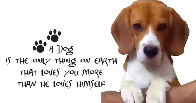 Beagle, Sketching, Hobbies, Et Al