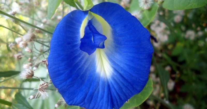 Beating The Blues With A Blue Beverage