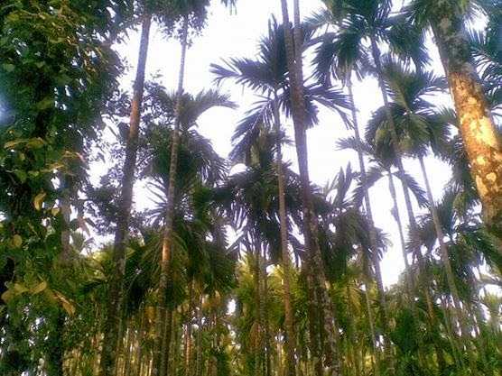 Beatle Nuts Farm @ Manglore