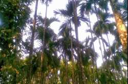 Beatle Nuts Farm @ Manglore