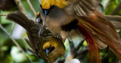 Beautiful Colurful Birds