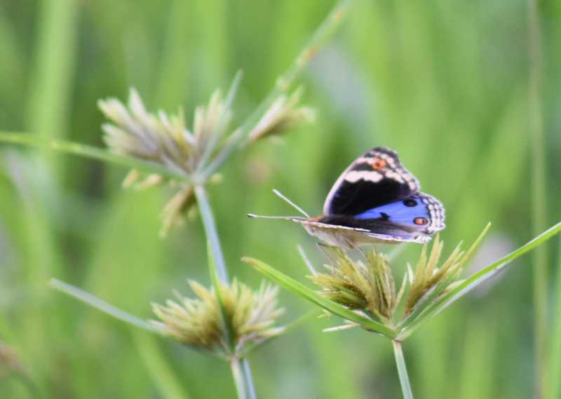 Beauty Is In The Eye Of The Beholder