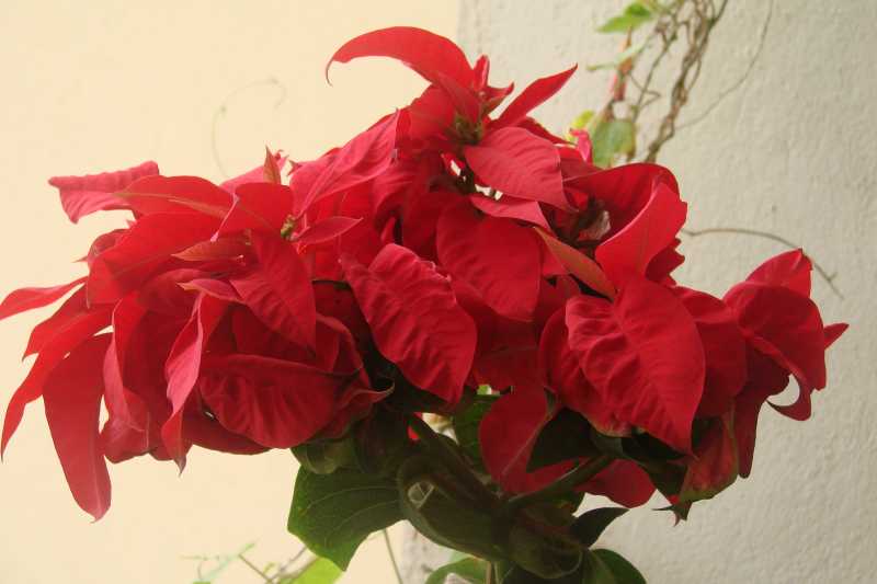 Because It Feels Like Christmas