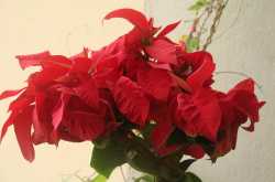 Because it feels like Christmas