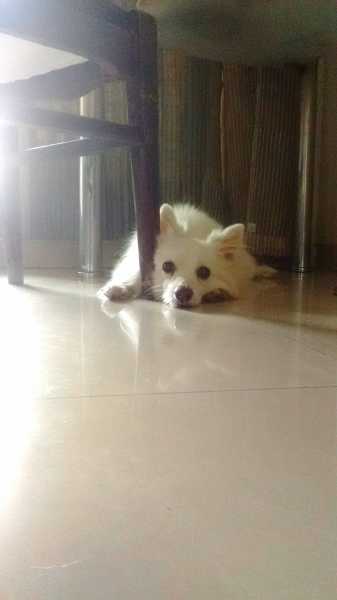 Because You Don’t Necessarily Have To Be A Human Being To Be #madeofgreat