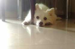 Because you don’t necessarily have to be a human being to be #madeofgreat