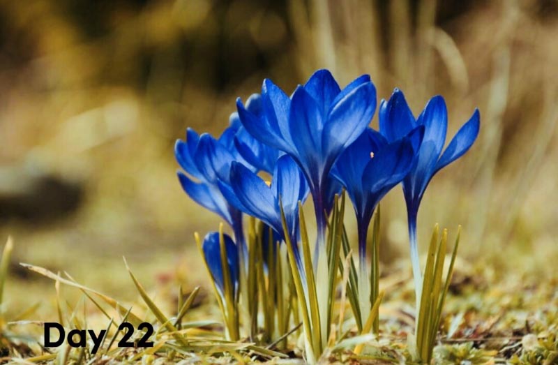 Before Your Very Eyes-Day 22