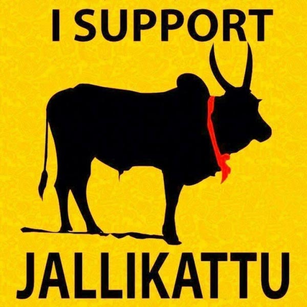 Before Opposing Jallikattu, Why You Should Know About The Vechur And Khariar Species…
